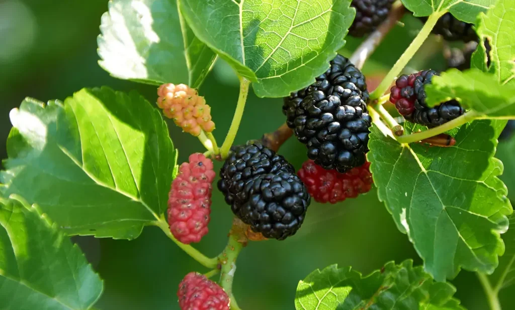 A mulberry tree is a treasure in its entirety? Different parts can be used as medicine!